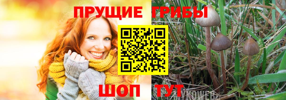 Псилоцибиновые грибы Cubensis Дедовск